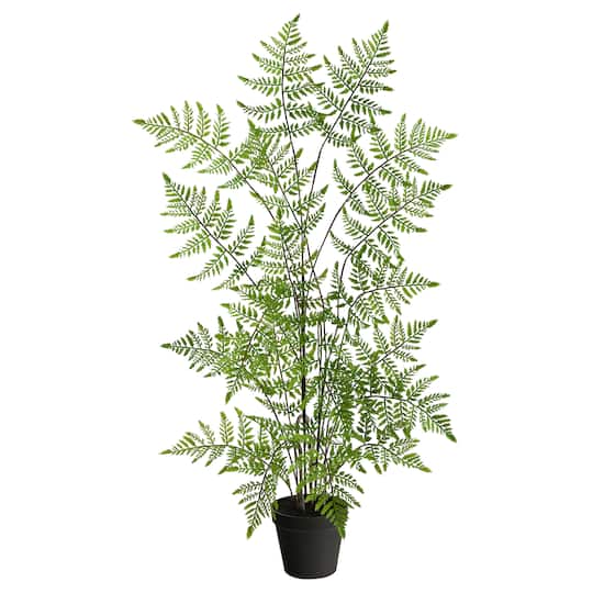2.5ft. Potted Ruffle Fern Tree